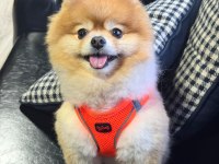 POMERANİAN BOO AYI SURAT A KALİTE