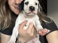Dalmaçyalı Yavru Köpeklerimiz