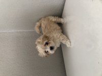 Ped eğitimli minik maltipoo bebek