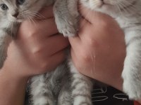 Yuva arayan sevimli british shorthair yavrularımız