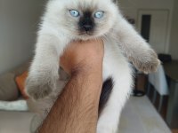 British Shorthair Bluepoint Erkek Yavru