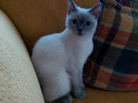 Scottish fold evcil