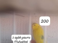 Yavru muhabbet kuşları