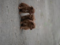 Poodle 35 Günlük