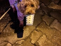 Güzel Poodle Yavrumuza Acil Yuva Aranıyor Uyguna