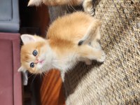 SAFKAN BRİTİSH SHORTHAİR GOLDEN BEBEKLER