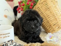Mükemmel Tea Cup Siyah Poodle