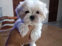 Pamuk Şeker O Numara Maltese
