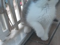 British Shorthair Ve British Longhair Yavrular