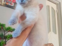 Son gün kedimizi ilk gelen alır