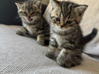 Anne kedimiz ve 1 yavrusu (siyah) sahiplendirilecektir