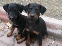 Doberman Pinscher Yavrusu ACİL sahiplendirilecektir
