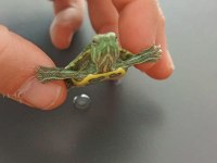 Su Kaplumbağası Sosyal Ve Sevimli