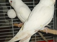 Yavru albino sultan papağanı