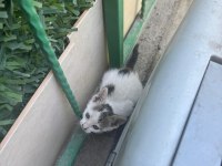 Dükkanımıza yavrulayan kedileri sahiplendirmek istiyoruz