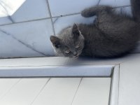 Yavru British Shorthair