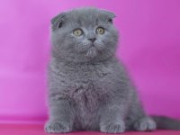 SIFIR KULAK TOP KAFA SHOW BEBEK KEDİLER