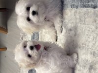 Dişi ve Erkek maltese terrier kore kan 1 numara