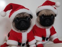 Pug Mops Yavrularımız