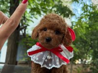 Toy Poodle 2-3 Aylık Yavrular