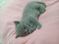 Minik british shorthair yavrumuz sahiplendiriyoruz