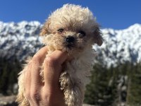 Tüm renklerde orjinal ırk toy poodle yavrular