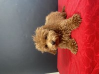 14 Şubat Doğumlu Maltipoo Oğlumuz