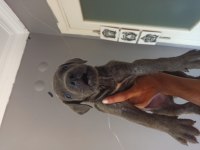 1 aylık cane corso yavrular