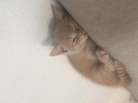 Yavru british shorthair kedimiz