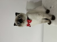 Scottish fold blue point erkek kedi