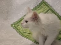 MAİNE COON YAVRU KEDİLERİMİZ