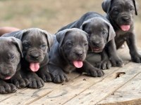 Muhteşem Cane Corso Köpeklerimiz