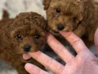 RED TOY POODLE IRK VE SAĞLIK GARANTİLİ