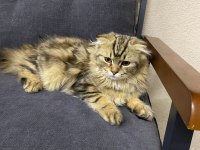 4 Aylık Safkan Scottish Fold Longhair