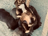 30 Günlük Cane Corso Yavrularımız