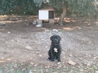 Cane corso yavrularımız