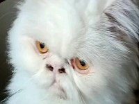 Beyaz İran Persian Dişi