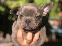 French bulldog bebeklerimiz yeni yuvalarını arıyor