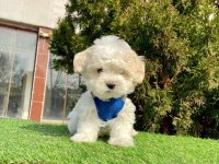 BAL TADINDA MALTESE TERRİER YAVRULARI