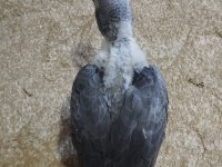 Yavru jako papağanı 2 aylık