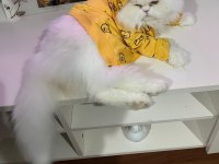 4 yaşında tüm aşıları tam chinchilla cinsi erkek kedimiz