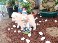 AYİ YAVRUSU SAMOYED A KALİTE IRK