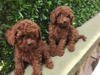 Toy poodle yavrular