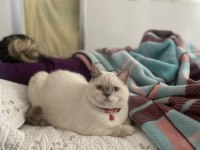 8 aylık dişi british shorthair