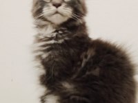 Maine coon erkek yavru