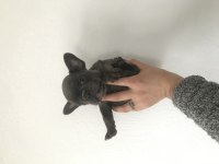 French bulldog yavrularımız yeni evleri için müsait