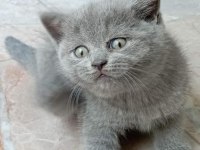 Top Kafa Ayıcık Surat British Shorthair