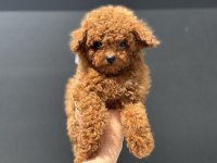 Çiftliğimizde Toy Poodle Ları Görüp Ala Bilirsiniz