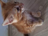 OYUNCU ERKEK 2 AYLIK MASKOT YAVRU KEDİMİZ