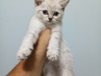 Şecereli Babadan Harika Görselde Erkek Yavru Kedimiz